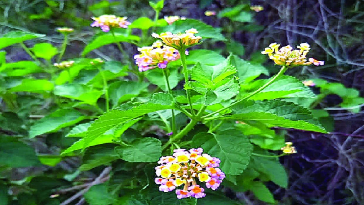 delhi will get to see new biodiversity in the coming times