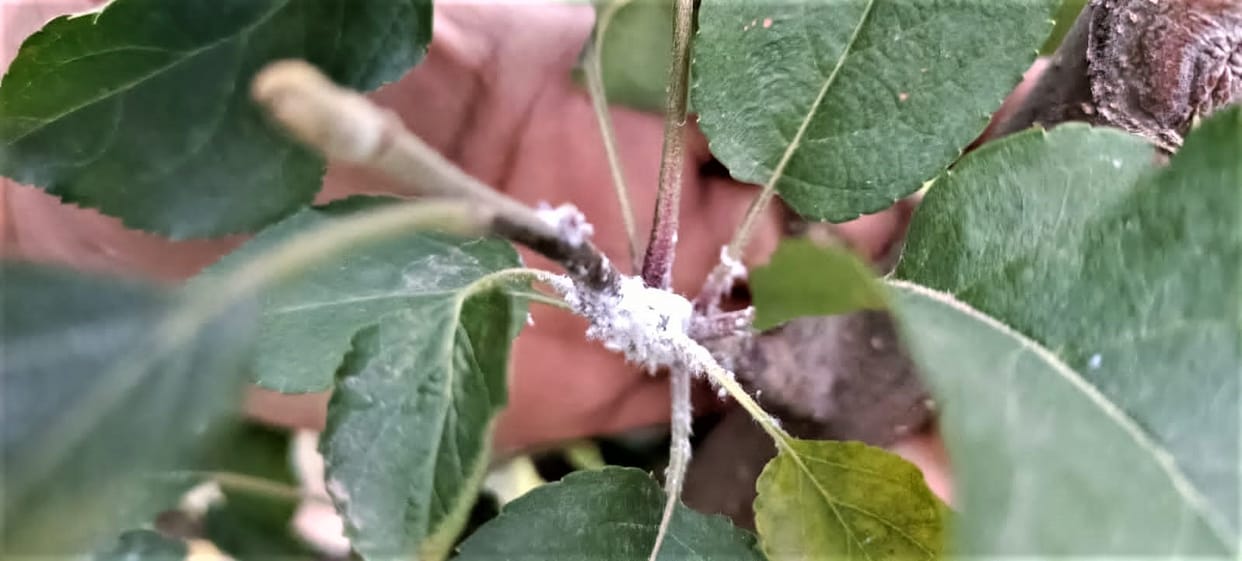 volly afid infection in aaple orchards
