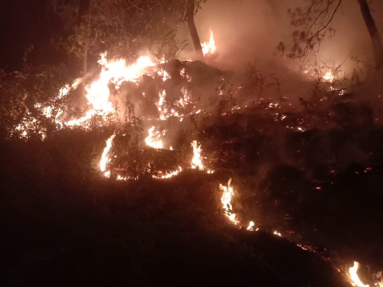 Forest Fire Ruins one and quarter Heactre Jungle