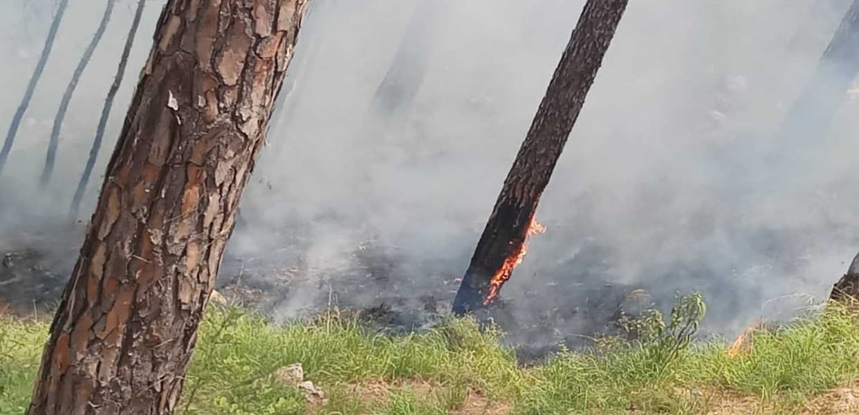 18 Forest Fire Cases in Bageshwar June