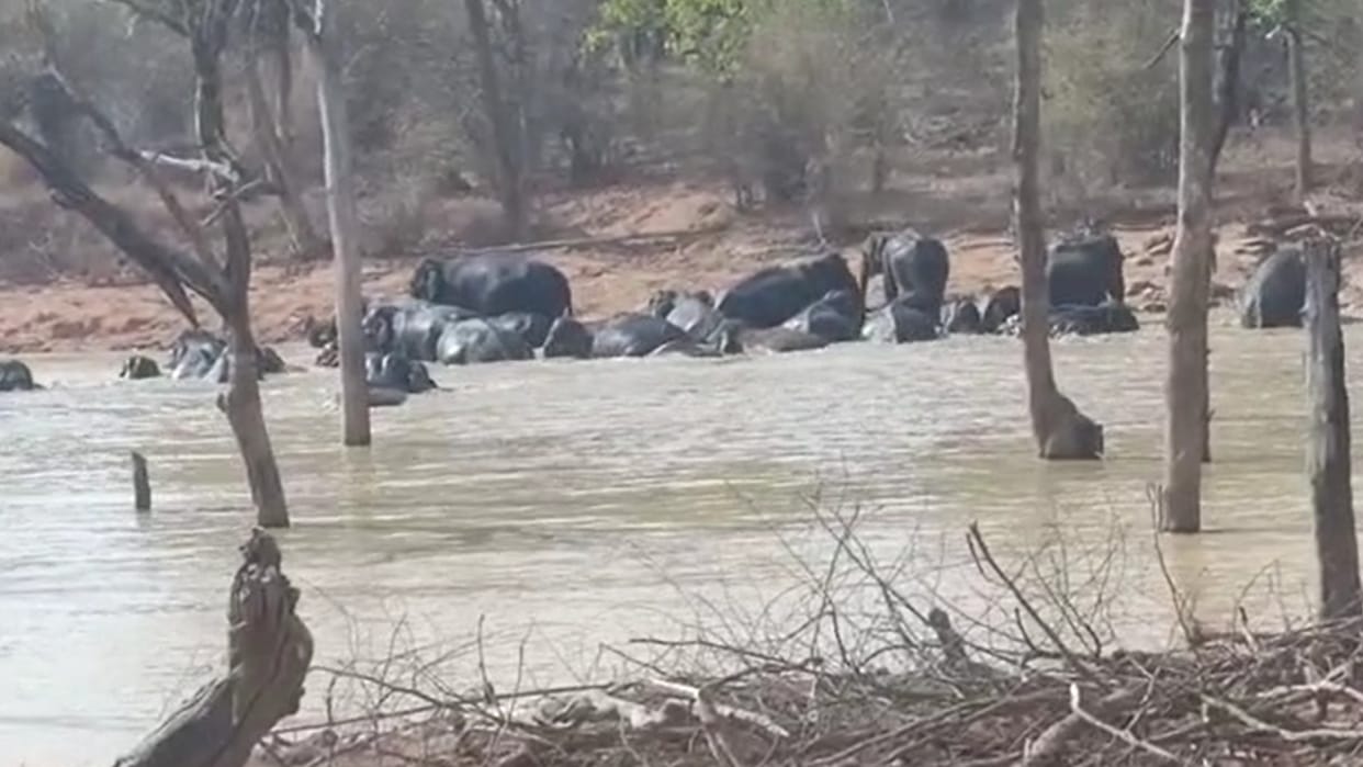 Umaria: Elephant descended into the pond to get rid of the heat, tourists were thrilled to see the fun