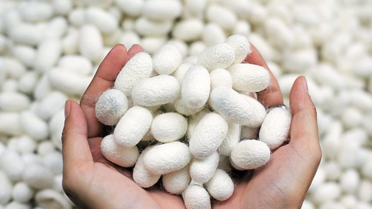 Sericulture department himachal Pradesh Silk Cocoon price hike 1200 rupee per kilogram