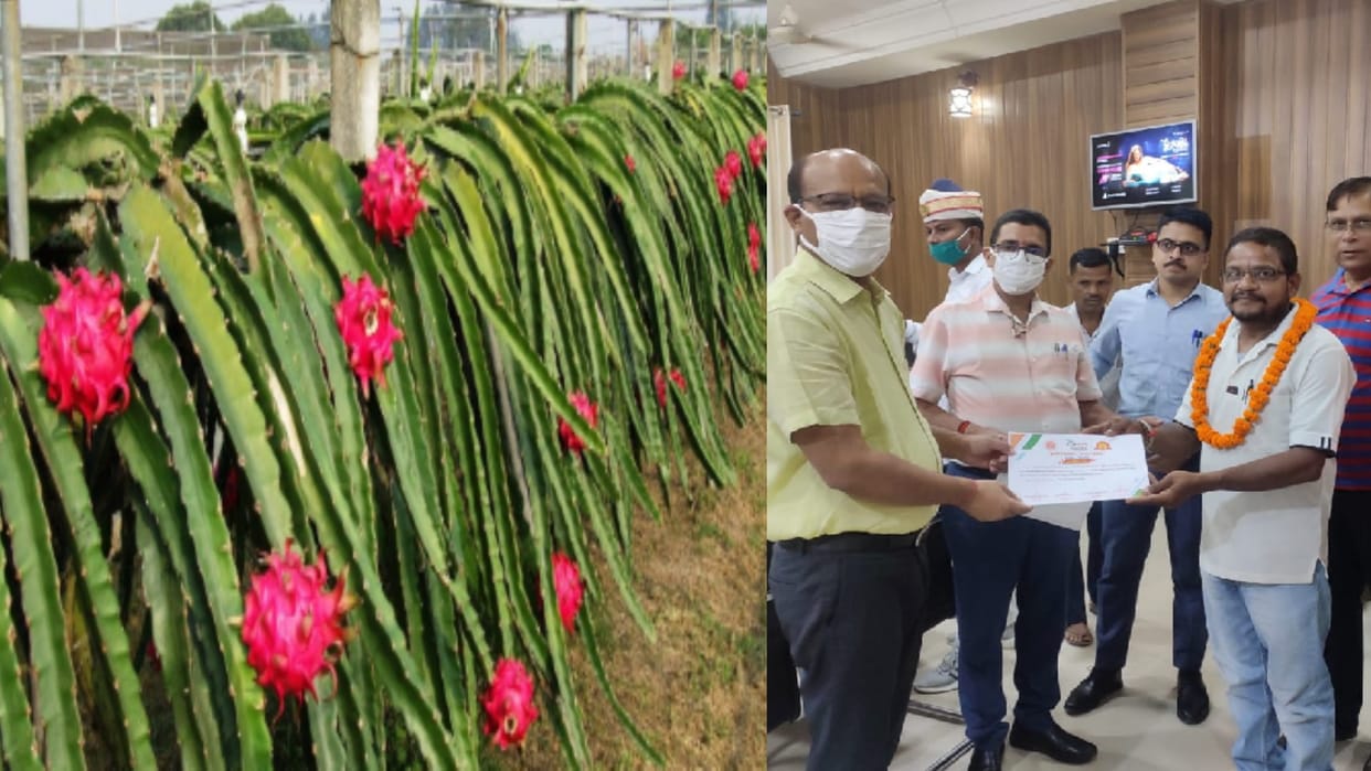UP: Farmer made organic dragon fruit farming a profitable deal, earned a lot of income