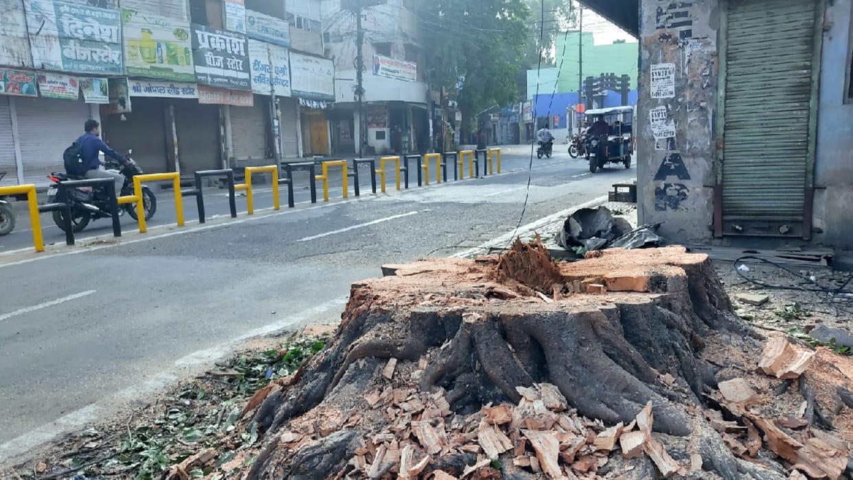 UP: two hundred year old tree was cut down in two hours in Muzaffarnagar, forest department did not even know