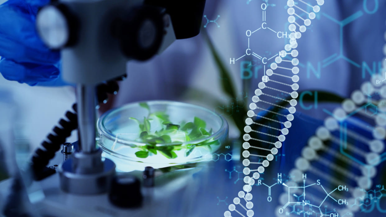 Genetically Modified crops Why there is so much politics on the science and economics of genetically modified crops