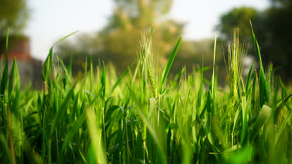 Genetically Modified crops Why there is so much politics on the science and economics of genetically modified crops