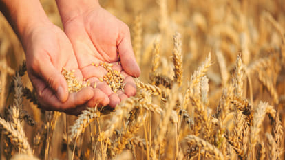 Genetically Modified crops Why there is so much politics on the science and economics of genetically modified crops