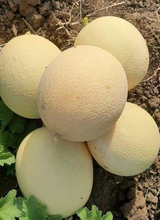 Hathras: Taiwanese melon farmers are getting rich