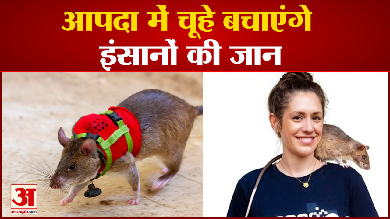 हीरो चूहे