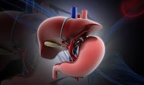 Liver becom faaty due to fatnees