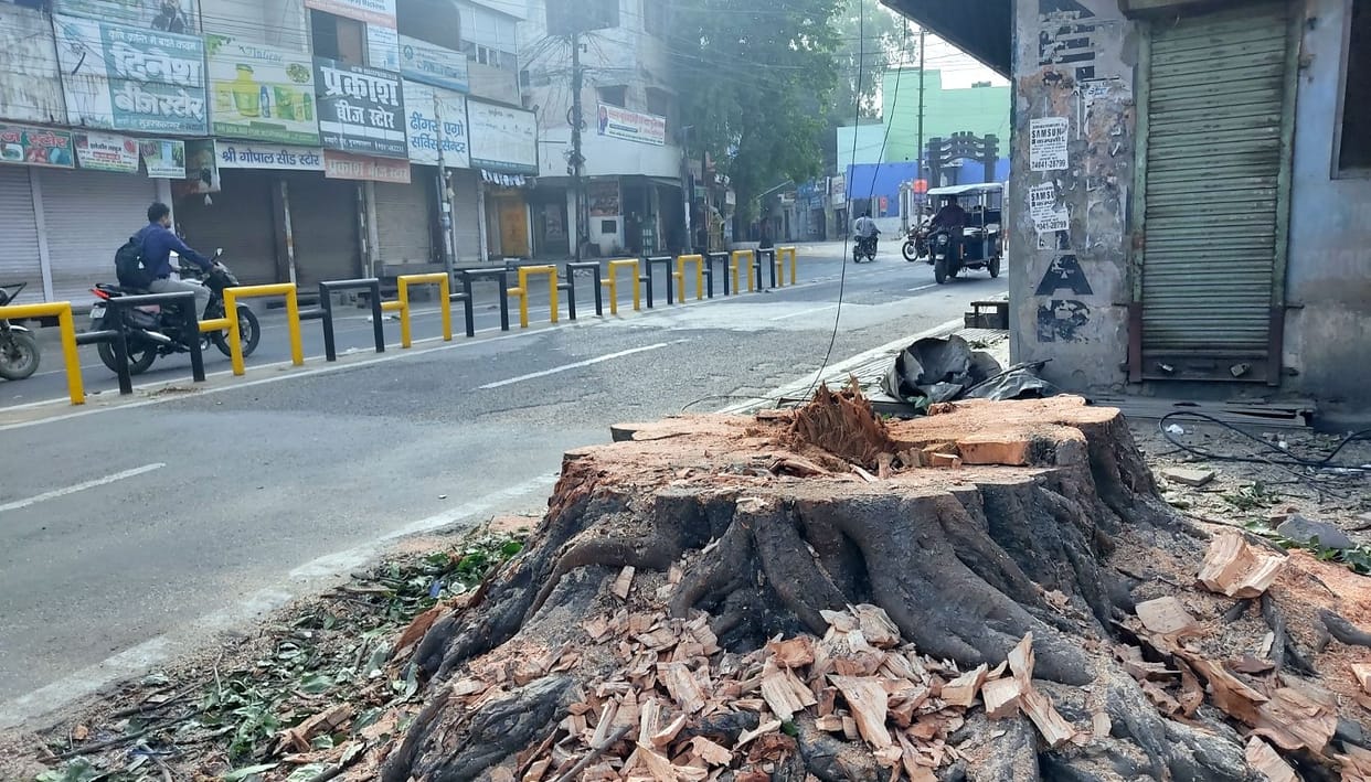 200 year old tree was cut down in two hours