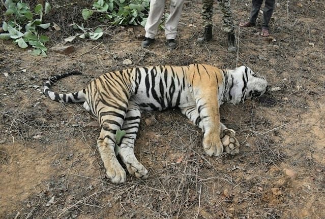 Male tiger dies in Panna Tiger Park