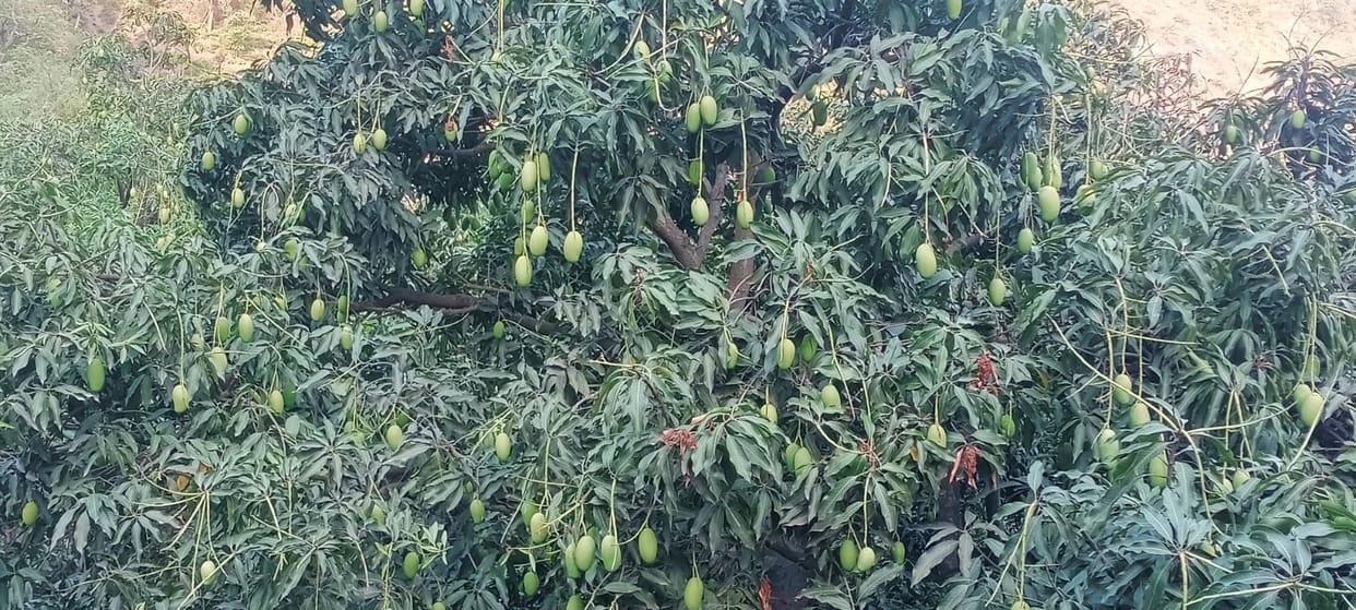 bumper mango crops ready in sirmaur districtpeople will take test with in 20 days