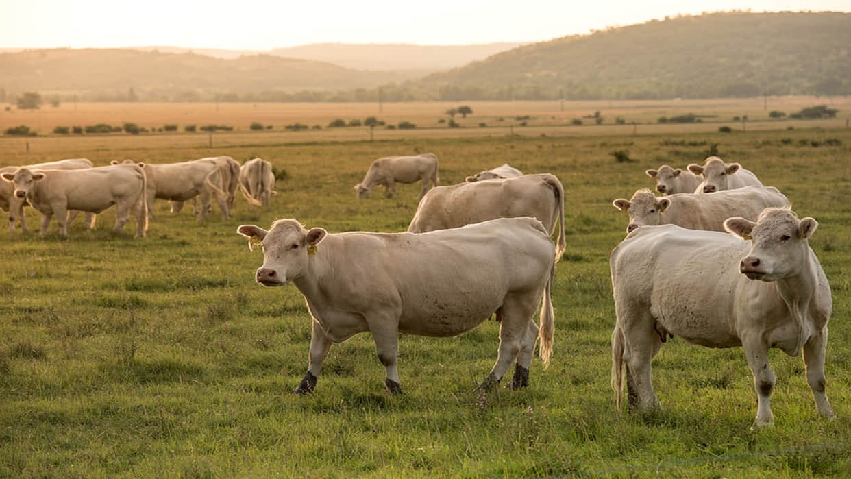 New Zealand Weird Law new zealand to charge farmers for cow and sheep burps to cut methane emissions