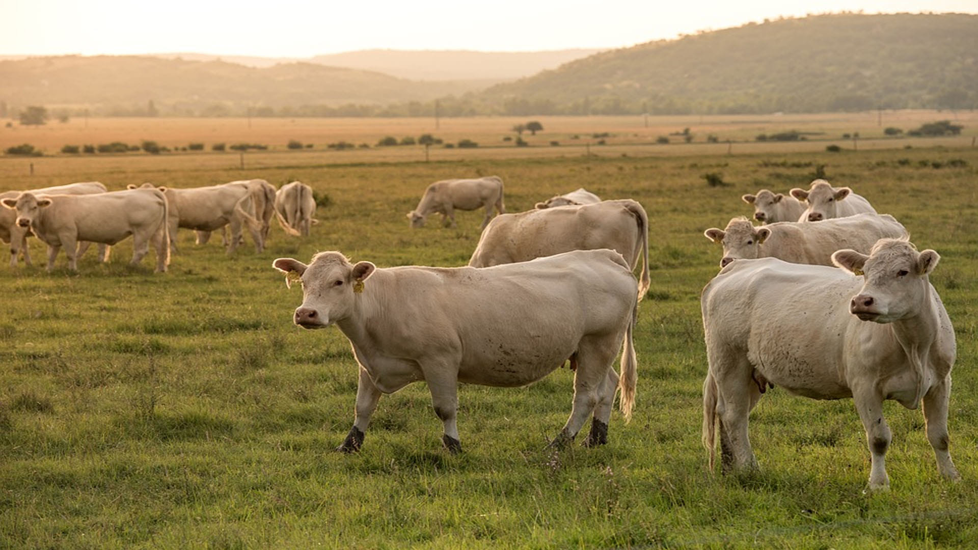 Dream Interpretation Seeing a Cow in a Dream Is Auspicious It is a Sign of Getting Money Swapna Shastra