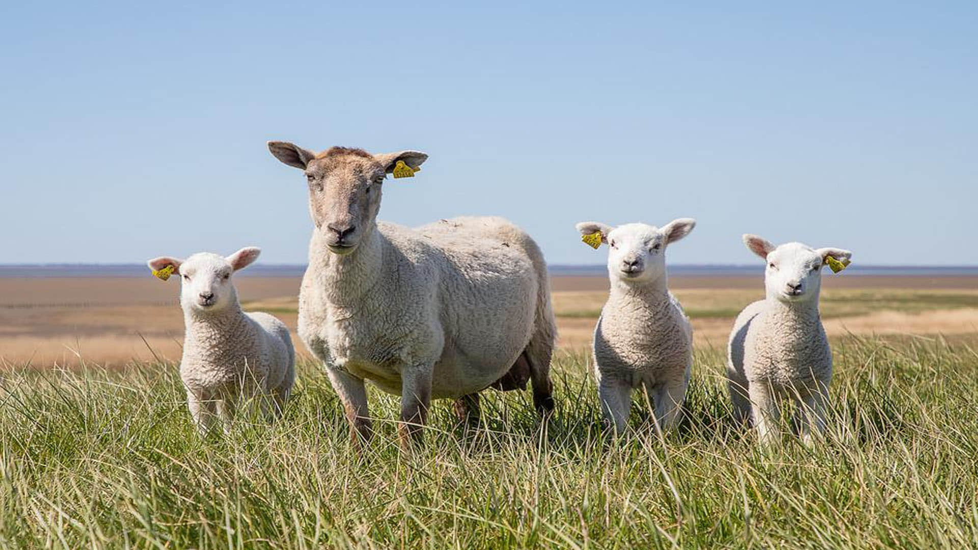 New Zealand Weird Law new zealand to charge farmers for cow and sheep burps to cut methane emissions