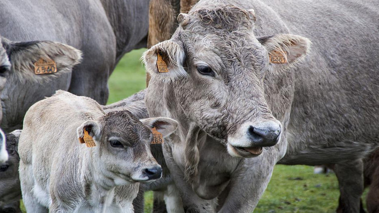 West Bengal Police rescued more than 15 cows from container