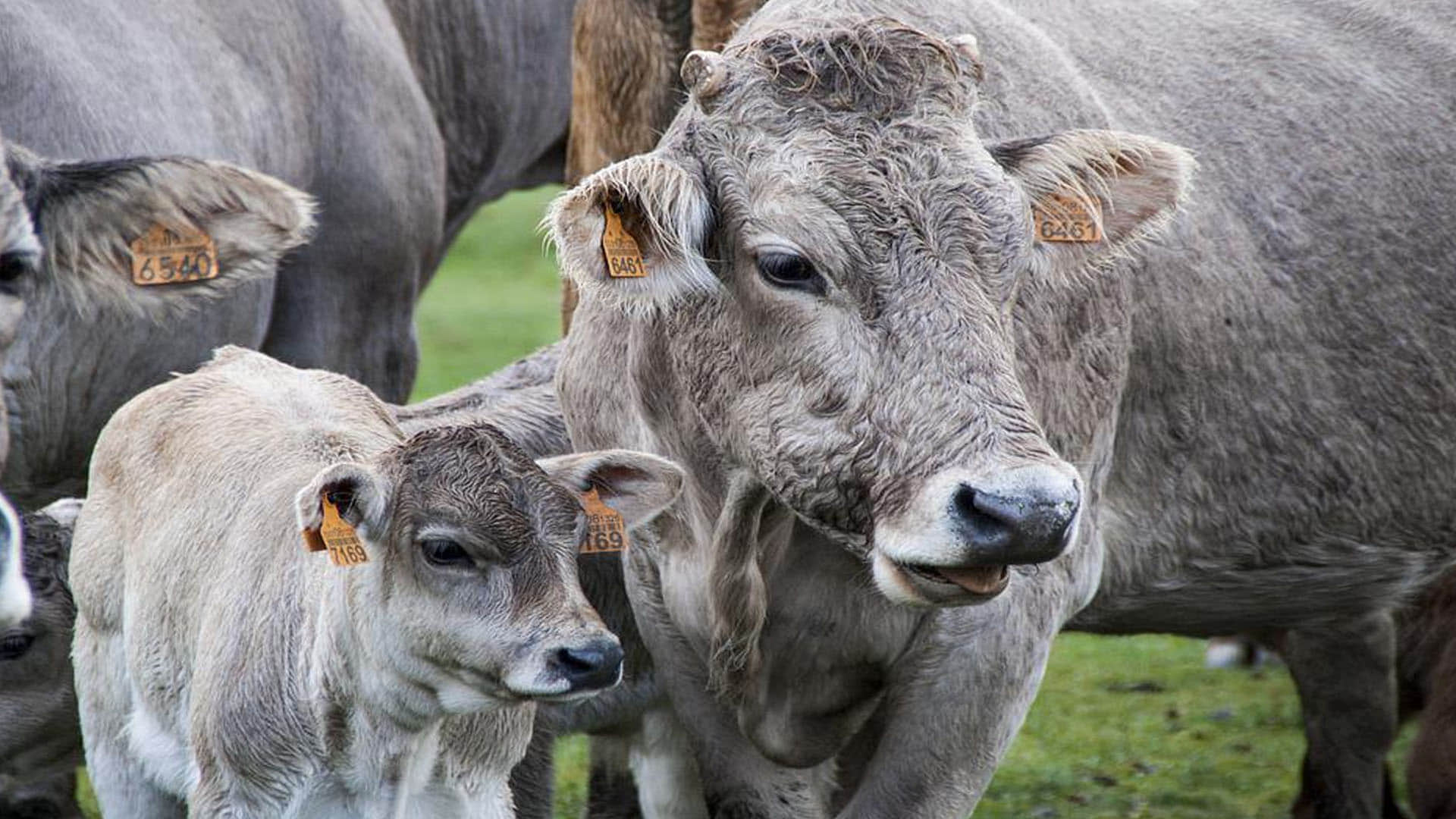 New Zealand Weird Law new zealand to charge farmers for cow and sheep burps to cut methane emissions