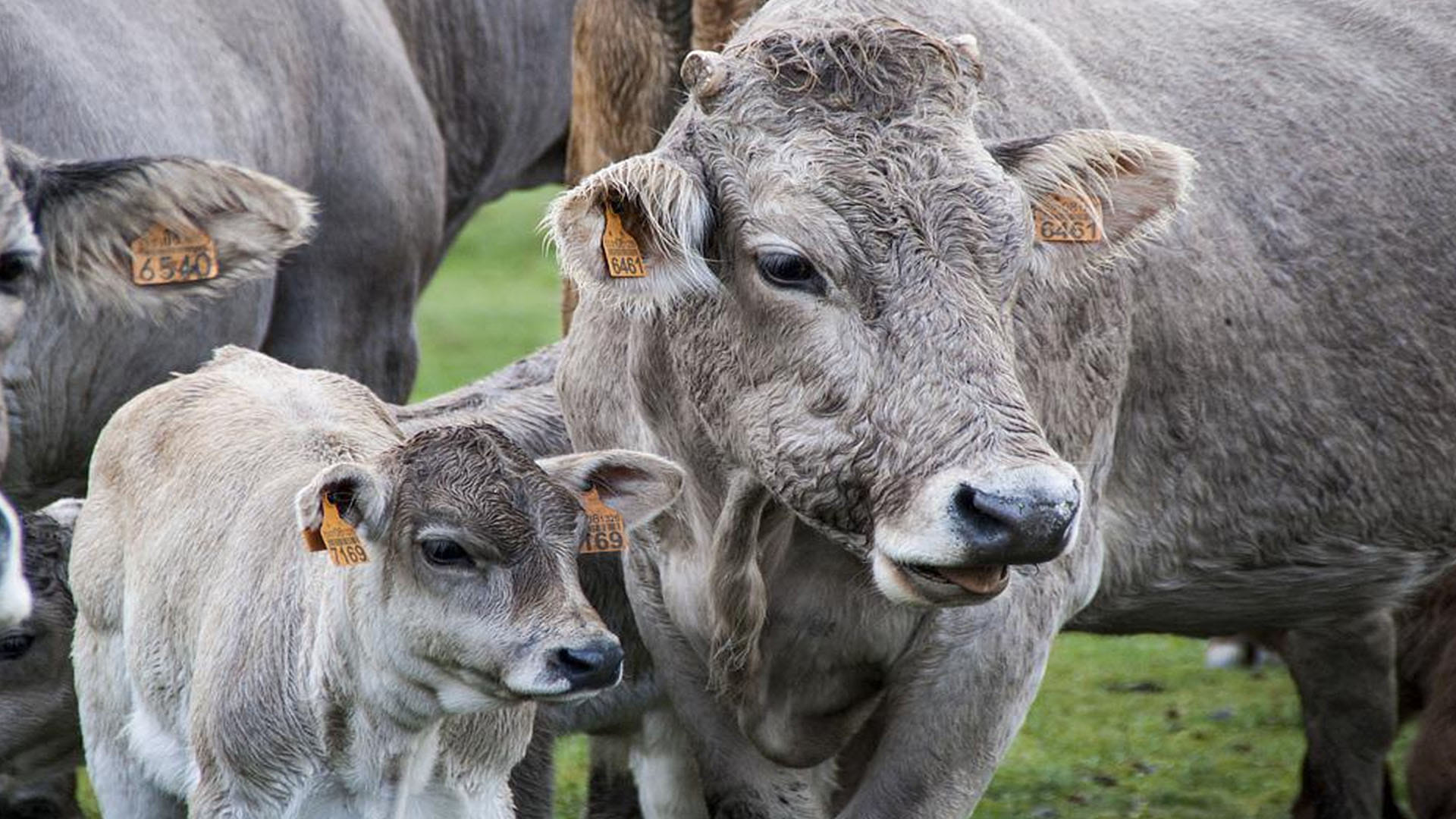New Zealand Weird Law new zealand to charge farmers for cow and sheep burps to cut methane emissions