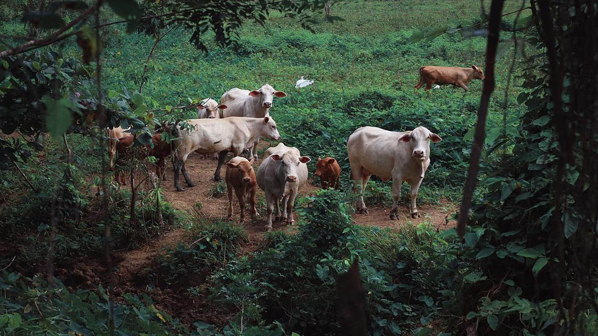 New Zealand Weird Law new zealand to charge farmers for cow and sheep burps to cut methane emissions