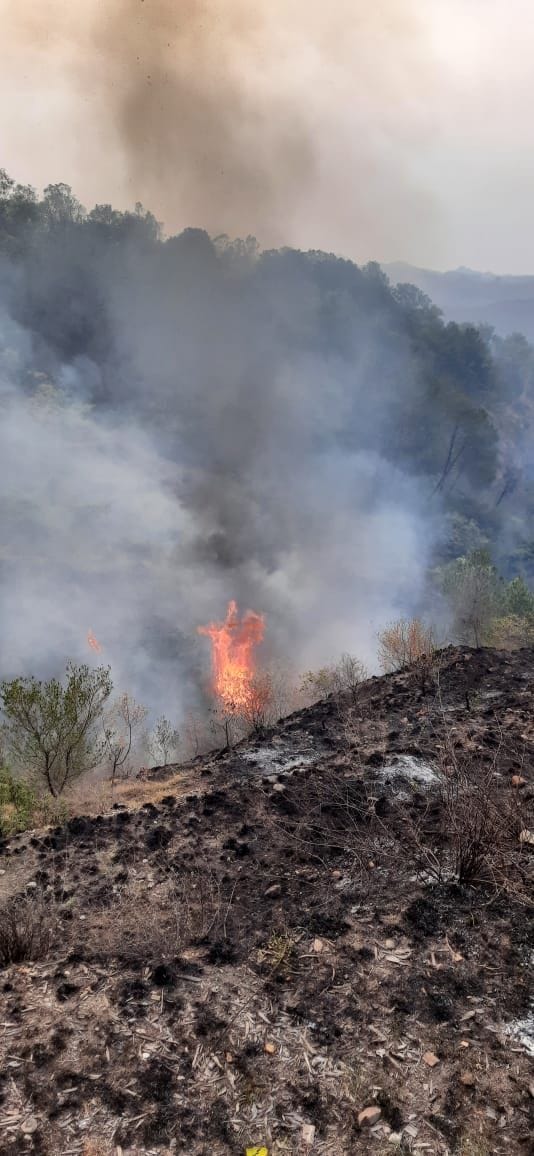 fire in forest
