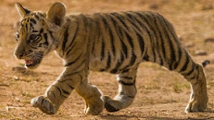 Bandhavgarh Tiger Reserveखितौली पर्यटन जोन में चहलकदमी करते दिखे बाघिन तारा के दो नन्हे शावक 0377