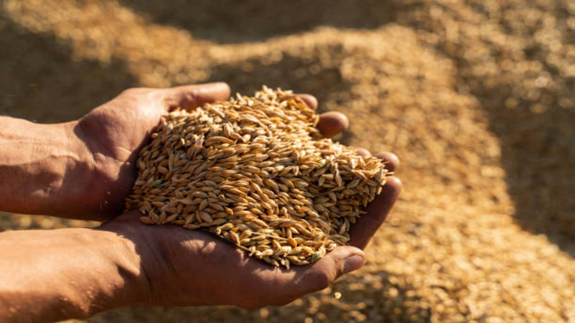 Jau Ke Upay Barley Remedies For Wealth in Hindi Jau Ke Totke