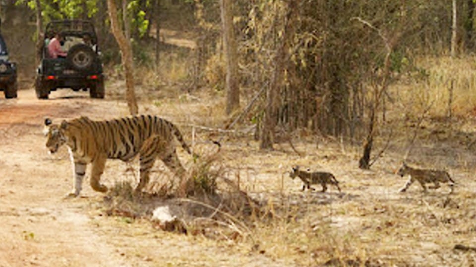 Bandhavgarh Tiger Reserve: Two little cubs of tigress Tara were seen walking in the Khitauli tourism zone.