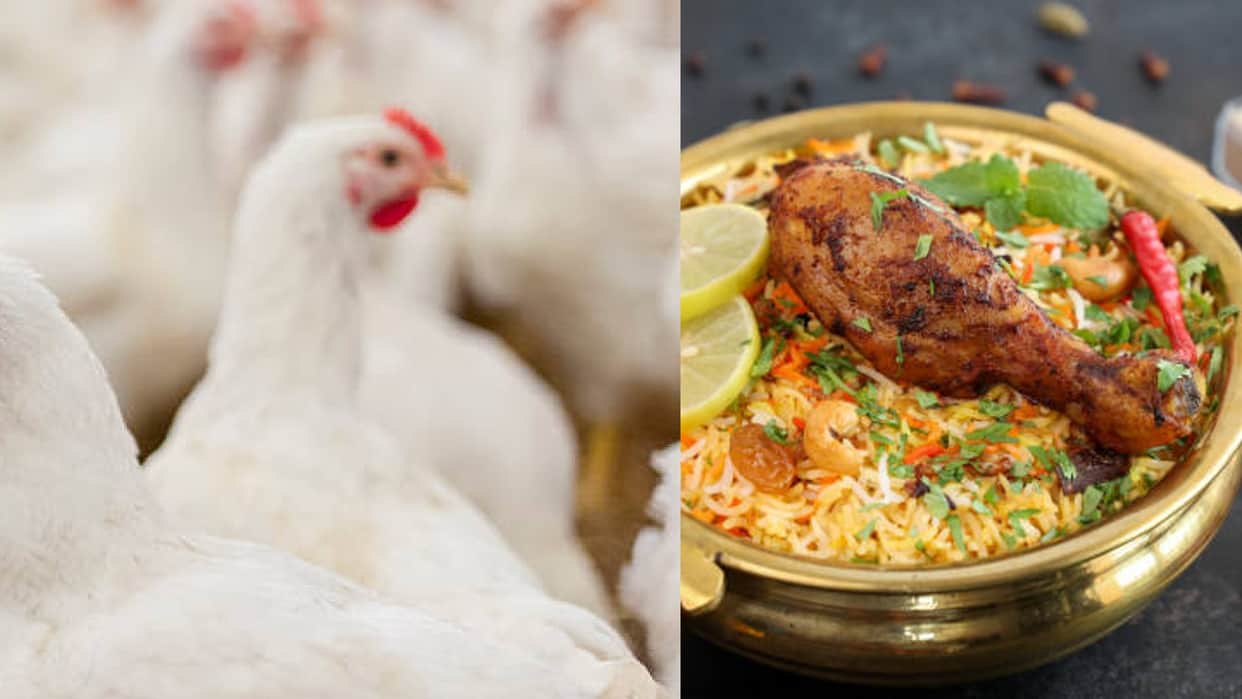 Scientific Facts: When Did Human Started Eating Chicken Meat