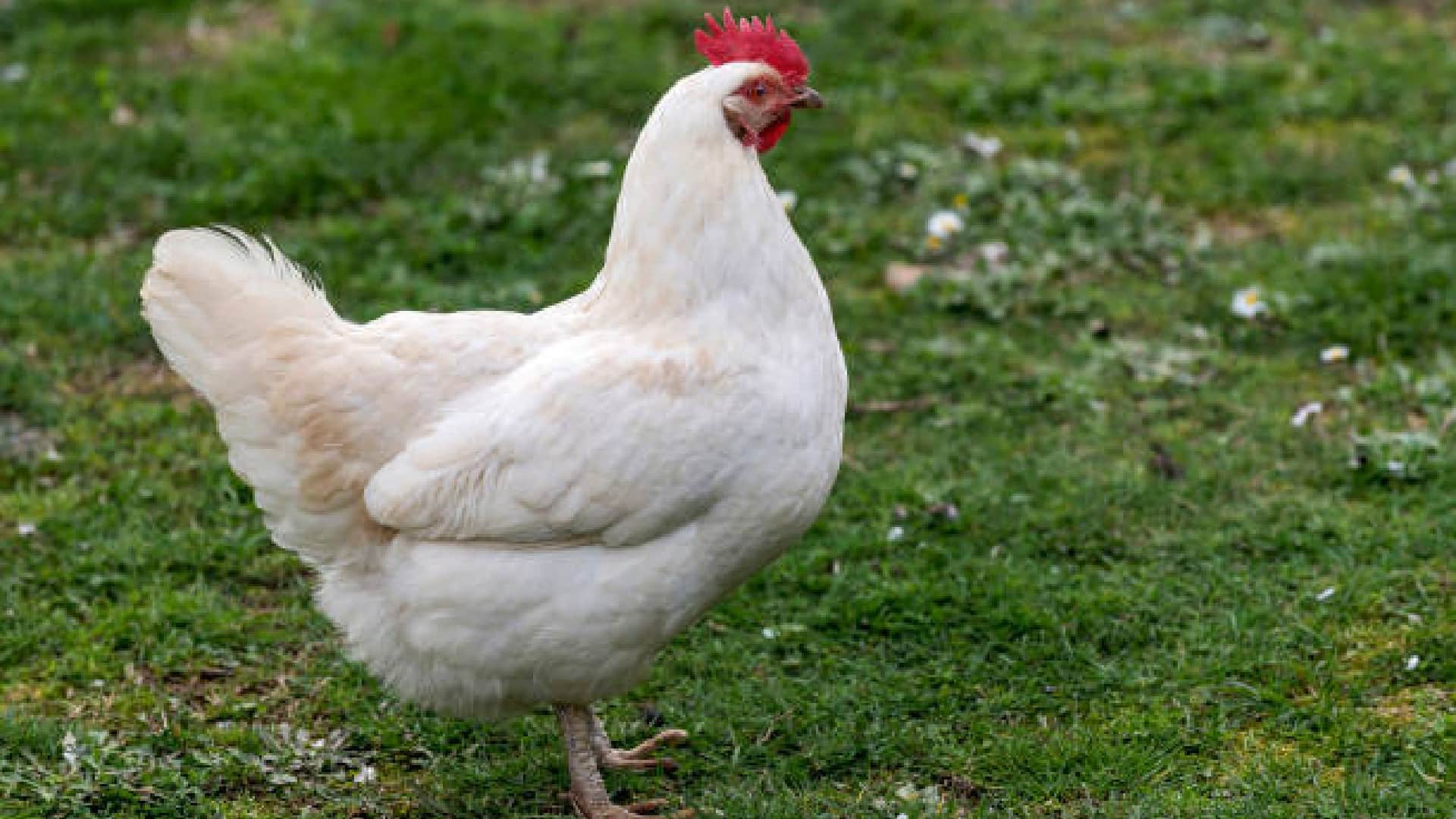 Scientific Facts: When Did Human Started Eating Chicken Meat