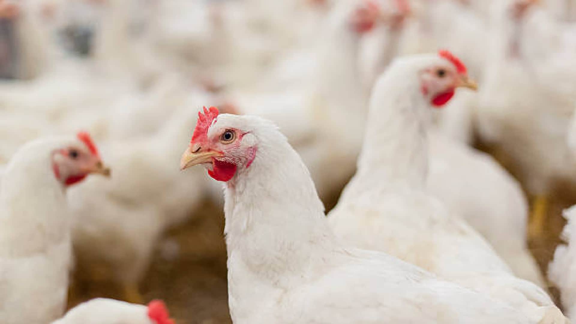 Scientific Facts: When Did Human Started Eating Chicken Meat