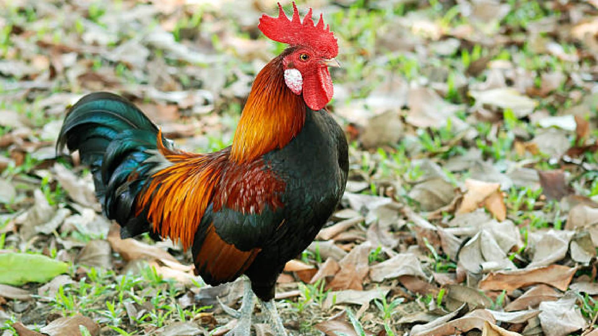 Thailand farmers feeding cannabis to chickens know the reason behind it