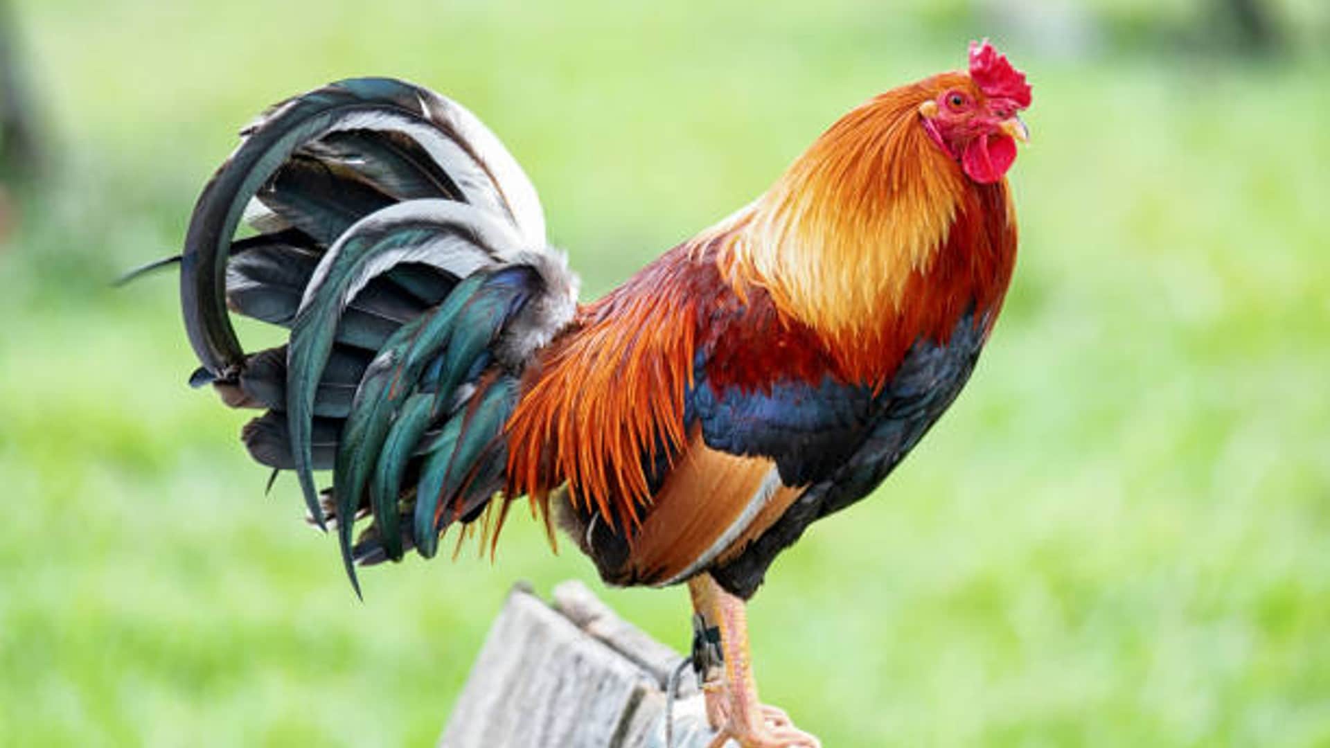 Thailand farmers feeding cannabis to chickens know the reason behind it