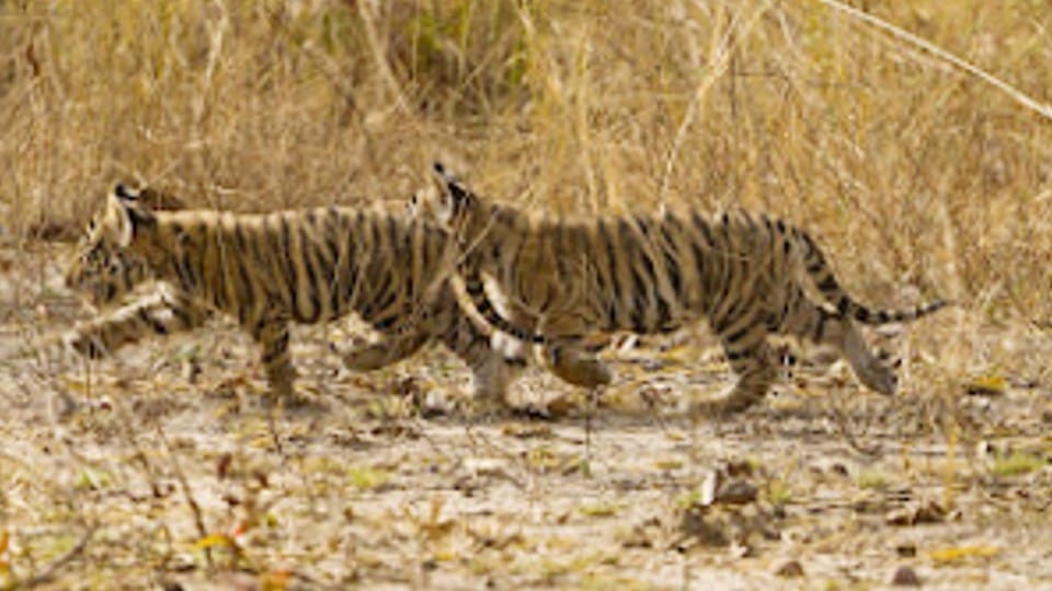Bandhavgarh Tiger Reserve: Two little cubs of tigress Tara were seen walking in the Khitauli tourism zone.