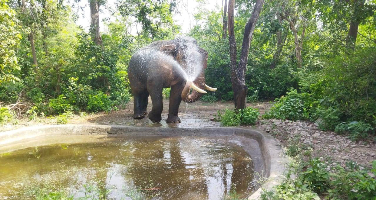 Wildlife also became restless due to scorching heat