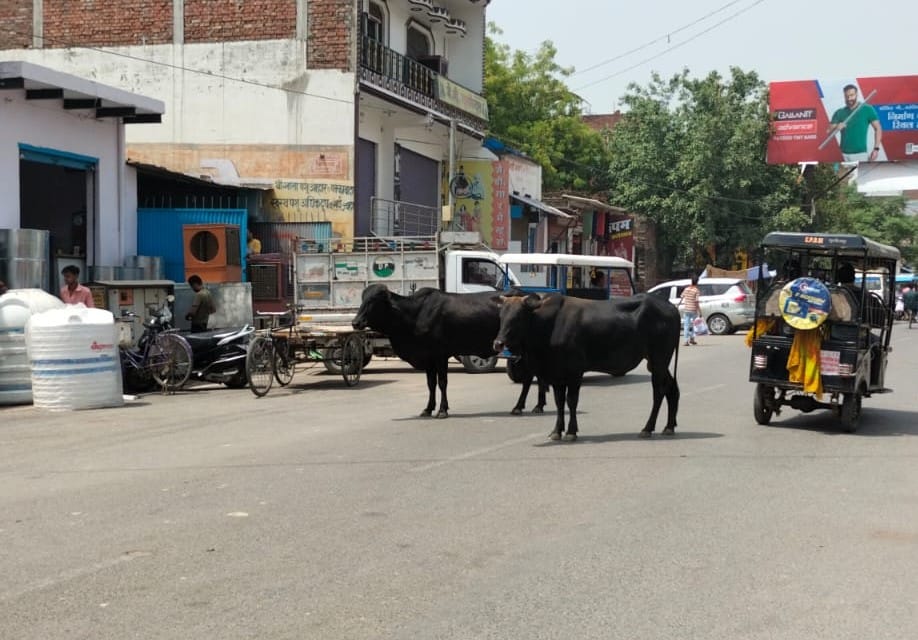 Obstacles in the way, animals roaming the streets of the city