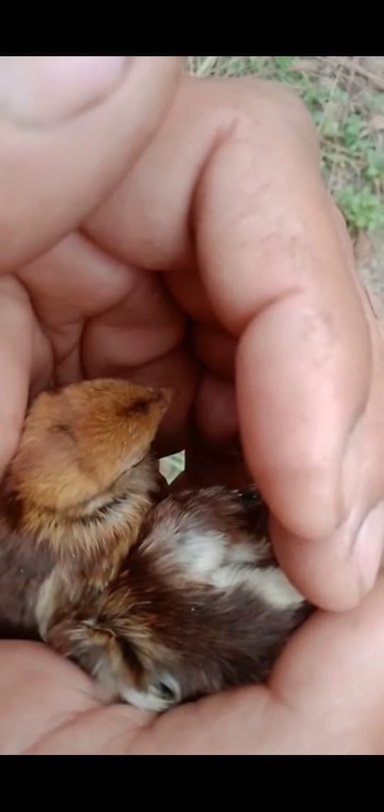 forest employee save figent chicks in shimla