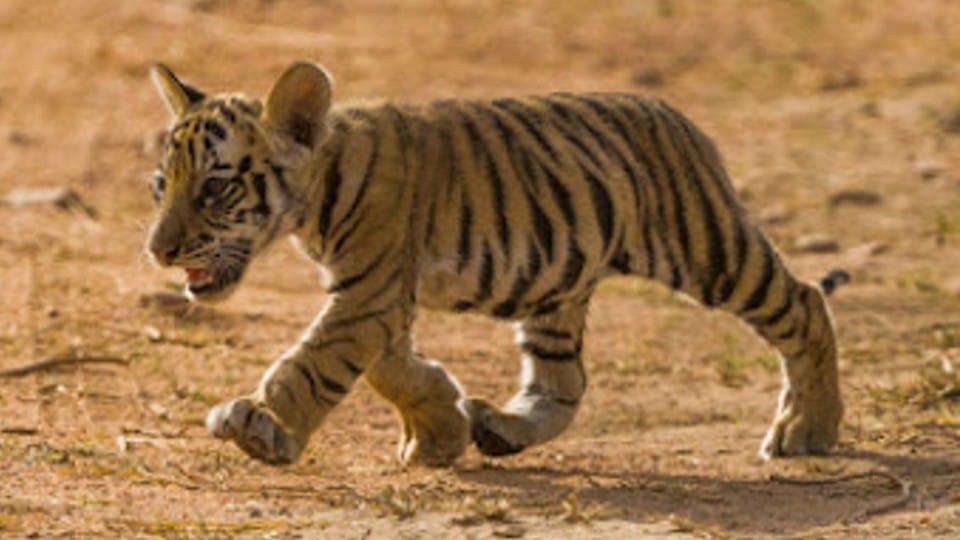 Bandhavgarh Tiger Reserve: Two little cubs of tigress Tara were seen walking in the Khitauli tourism zone.
