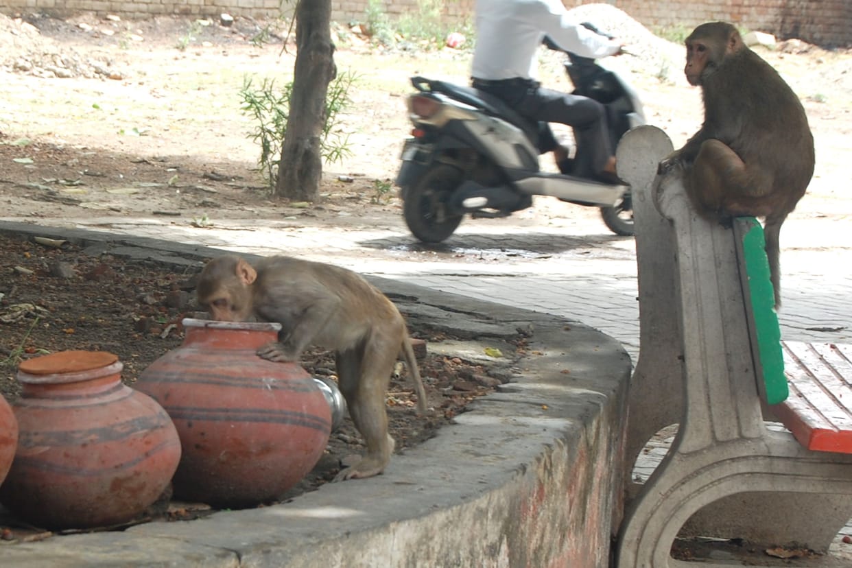 Everyone is troubled by the scorching heat and cuts