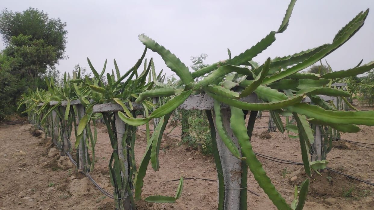 Preparation for commercial level cultivation of dragon fruit in the district