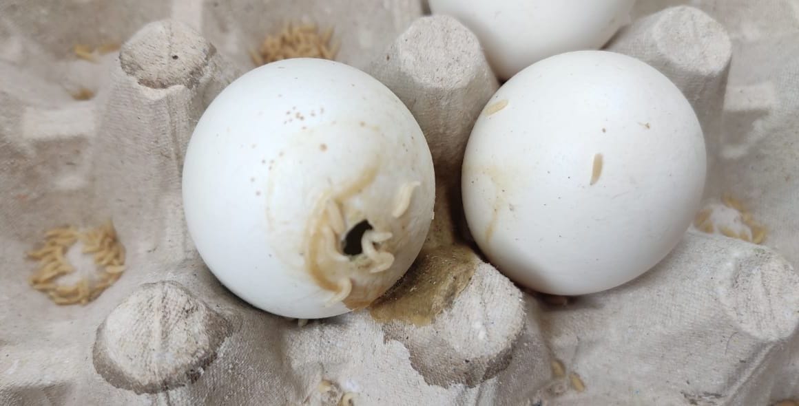 Rotten Egg Supplied in Aganbari