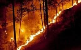 Forest Fire in Lohaghat