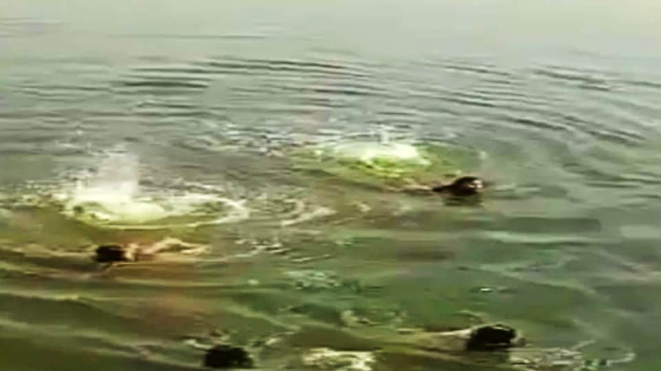 Three girls saved the lives of four youths in agra