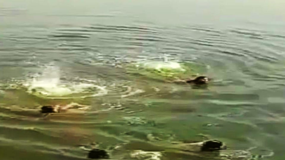 Three girls saved the lives of four youths in agra