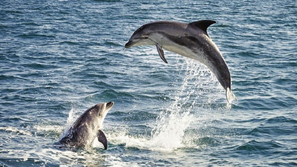 WWF team starts counting dolphins in Ganga hapur