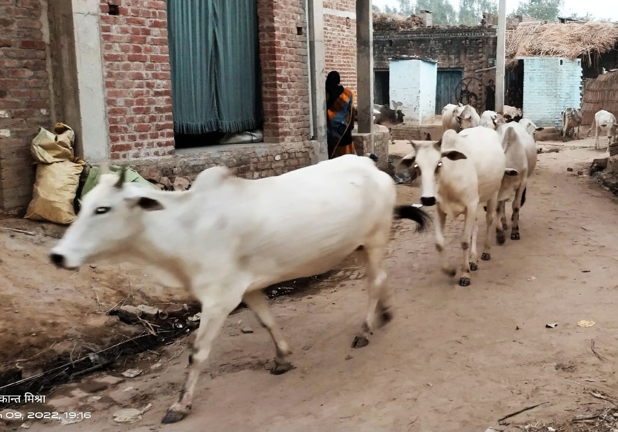 Animals roaming freely in villages, sweating while tagging the administration