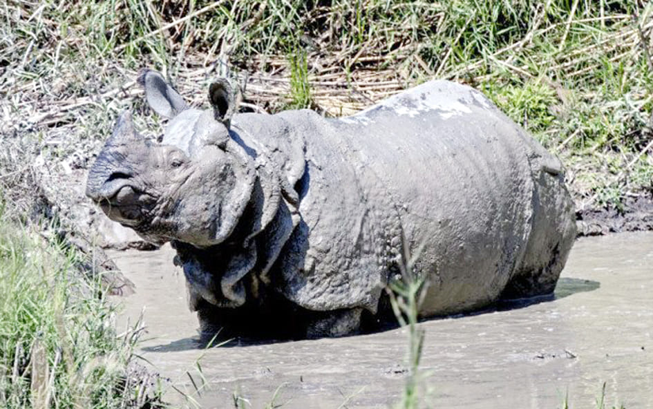Happiness in Dudhwa... Little guest is coming to the rhinoceros family