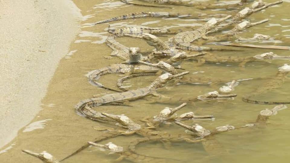 Forest department left 2700 little alligators in Chambal river in Agra