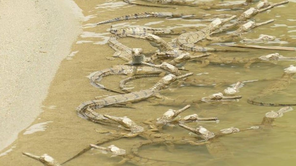 Forest department left 2700 little alligators in Chambal river in Agra