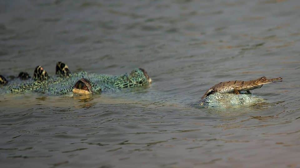 Forest department left 2700 little alligators in Chambal river in Agra